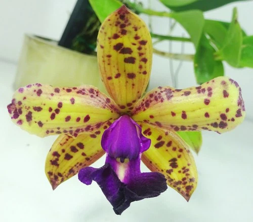 Cattleya Jungle Eyes, Live Orchid Plant, Fragrant, Orchid Plant, RARE