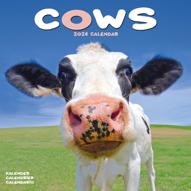 Cows Calendar 2026  Square Farm Animal Wall Calendar  16 Month CALENDAR