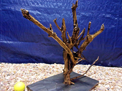 X-Large Driftwood Mounted on Slate 12''x18''x13'' Aquarium Reptile Natural Art