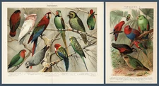 2 Decorative Parrots Chromo Lithographs from 1900-02