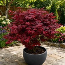 Japanese Purple Maple Tree in 9cm pot, Acer Palmatum Atropurpureum Plant