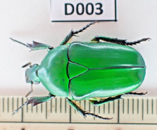 D003. Insectos, Cetoniidae sp. Vietnam Central