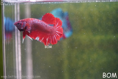 LIVE BETTA HMPK MALE FANCY RED | BOM-A57