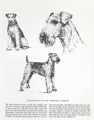 Airedale Terrier Sketch CUSTOM MATTED 1963 Vintage Dog Art
