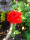 Organic Varieties  GERANIUM IV. 6 FRESH HEALTHY CUTTINGS; MULTI-COLOR — photo 2