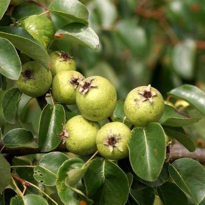 Pyrus pyraster 20 Samen - Wildbirnbaum / winterharter essbarer Obst- & Zierbaum