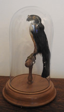 Victorian Black-thighed Falconet in a glass dome
