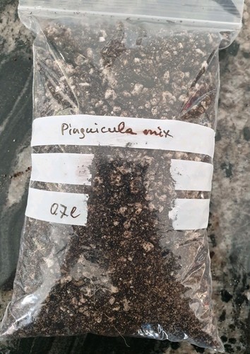 Pinguicula beginner's bundle 3: Agnata x Sethos, Apasionada, Niklas, - Picture 5 of 7