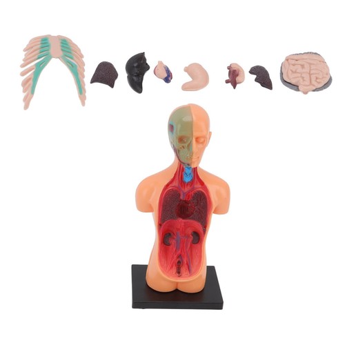 Human Body Model Toys Educational Body Anatomy Model For Kids Aged 6 Years Zz1 - Picture 3 of 12