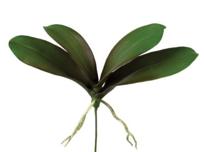 13.5'' PHALAENOPSIS Leaves with roots