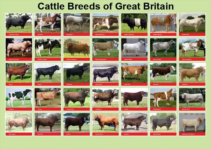 Cattle Breeds of Great Britain Livestock Tractor Poster Brochure (A3)