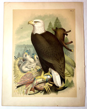 Studer 1881 BALD EAGLE Hand Colored Ornithology Bird Plate Antique Print Decor