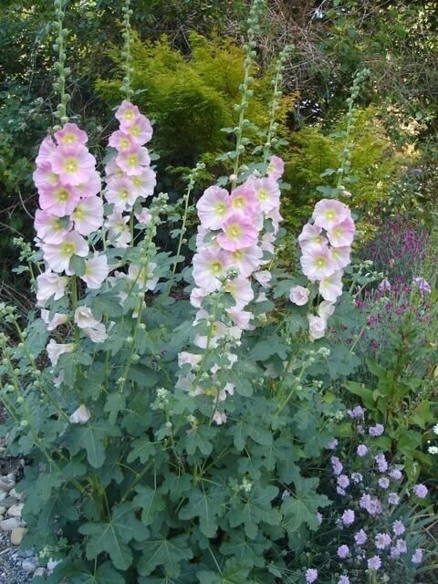 Hollyhock Pale Pink - 3 x Plug Plants which grow to 2 mtrs. Ideal for borders