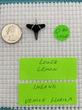 FOSSILIZED 0.80 INCH LOWER LEMON SHARK TOOTH PENDANT