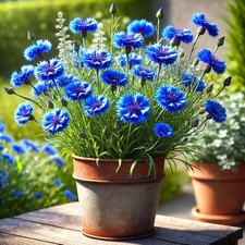 Seeds Blue Cornflower 200 Seeds for Planting Bachelor s Buttons Annual Flower