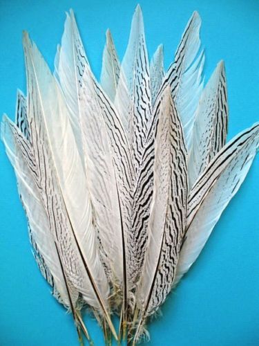 Natural SILVER PHEASANT Tail Feathers 4-30" (Halloween/Bridal/Mardi-Gras/Crafts) - Picture 2 of 11