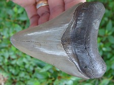 3.37 inch MONSTER Megalodon shark tooth teeth fossil mako great white killer