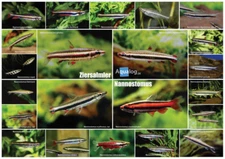 AQUALOG - Fold Poster PENCIL FISH - Genus Nannostomus