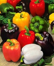 SEMILLAS DE MEZCLA DE ARCO IRIS CAPSICUM Maceta Cultivo Huerto Reliquia Semillas de Capsicum