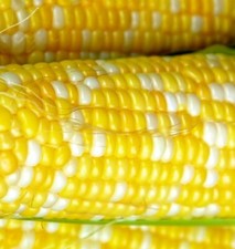 Peaches  Cream Corn Seeds  Hybrid Corn Seeds  Fresh Vegetable Seeds