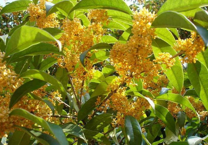 Osmanthus Fragrans Yellow 5 Seeds, Very Fragrant Olive, Cold Hardy