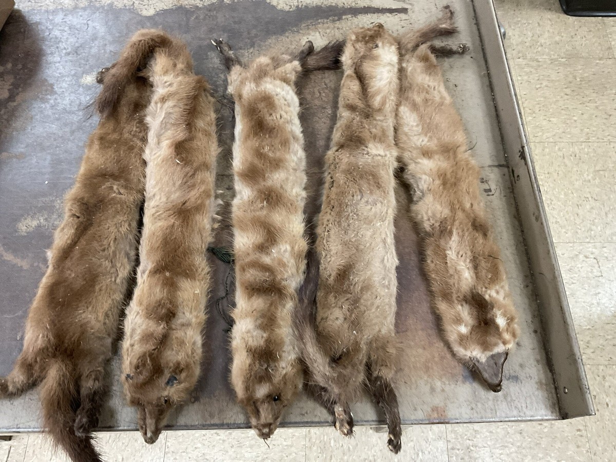 Vintage 5- 50s Little Brown Mink Fur Pelt Animal neck wrap scarf