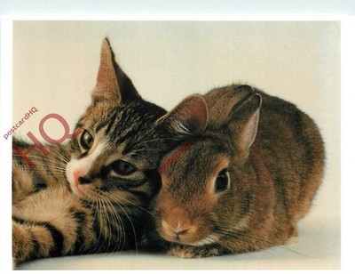 Ansichtskarte: - Katze und Hase [Kunst unbegrenzt]