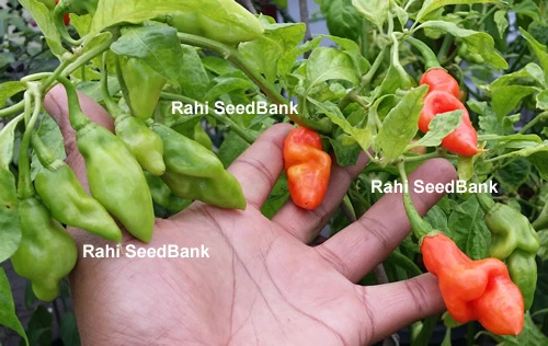 Trinidad Seasoning Chilli, The Most Popular Trinidad and Tobago Seasoning Pepper - Picture 7 of 8