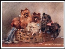 POMERANIAN DOG ART PRINT POSTER LOVELY DOGS IN A BASKET A4 SIZE