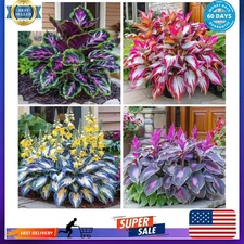 200+ Hosta Seeds for Planting - Perennial Hosta Seeds Outdoor Garden Attract ...