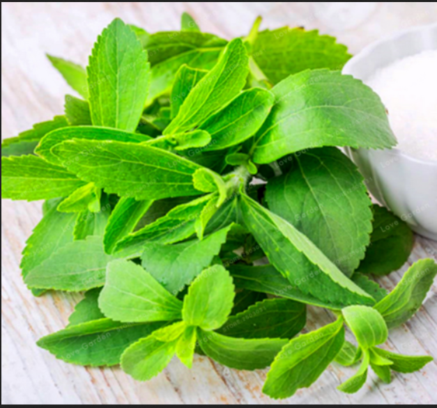 200 Pcs Seeds Stevia Herbs Herb Bonsai Green Rebaudiana Semillas Garden