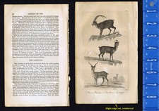 Ibix, camoscio, gazzella o antilope - incisione orafa 1830