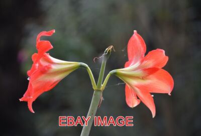 FOTO ROTE LILIEN VERBLASSEN JETZT ABER NOCH EIN LETZTES FOTO WERT.