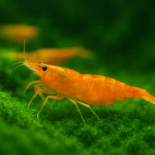 20+2 Orange Sunkist Shrimp - Freshwater Neocaridina Aquarium 100% Live Guarantee