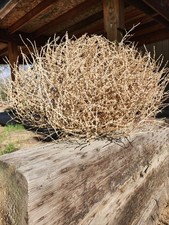 Real Oregon Tumbleweeds | Naturally Harvested for Crafts, Arts, Lamps, Decor
