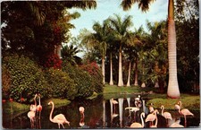 Florida Royal Palm Trees Flamingos Vintage Postcard 1957 Handwritten Postmarked