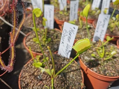 Dionaea muscipula 'Korean Melody Shark', fleischfressende Pflanzen,x2 Pro Topf  - Bild 1 von 4