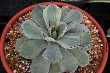 Agave Kissho Kan lime marginated VARIEGATED rare succulent plant potatorum 4"pot