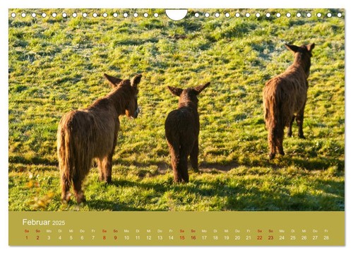 Baudet de Poitou - Seltene französische Langohren (Wandkalender 2025 DIN A4 quer - Bild 5 von 9