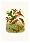 Reichenow Parrots 22 A4 High Quality Art Print