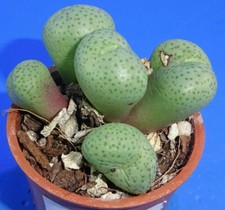 Conophytum truncatum 'subglobosum', minimum 5 heads!, Phyto available