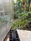 Coccothrinax fragrans , palm tree, Cuba to Hispaniola