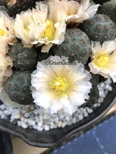 PUNA BONNIEAE Own Roots Not Grafted Cactus Succulents