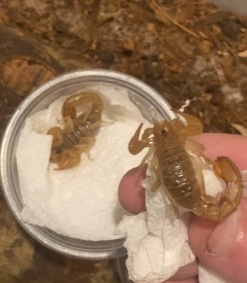 #ad 1 LIVE Sub Adult Stripe Tailed Scorpion Paravaejovis spinigerus $29.99