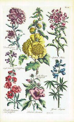 1757 Botanical ASTER HOLLYHOCK LUPINE LAVATERA  John Hill Pl 55 (EG52)