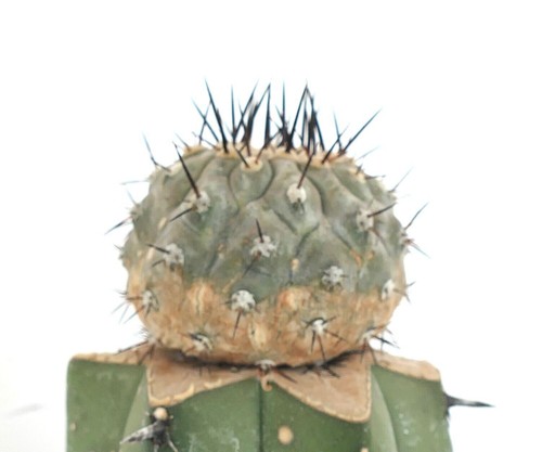Copiapoa cinerea J675 (GRAFTED) - - Picture 6 of 7