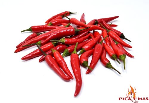 30 SEMILLAS THAI DRAGON ROJO PIMIENTO TAILANDES CHILLI CHILE RED SEED PICANTE - Afbeelding 1 van 9