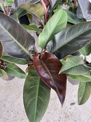 Philodendron imperial red In A 6 Growers Pot At 20tall.  Excellent  indoors. | eBay