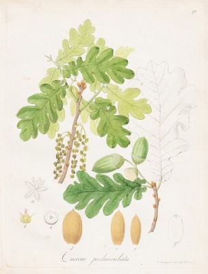 Quercus pedunculata Eichenbaum Eiche oak tree Botanik Kupferstich Guimpel 1815