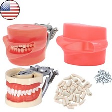 US Dental Typodont Teeth Model with 32PCS Removable Teeth fit Kilgore NISSIN 200